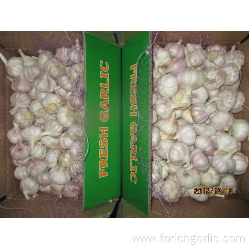 Normal White Garlic New Crop 2019